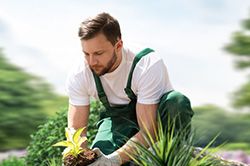 Озеленение и городское благоустройство, создание комфортной среды  в Самаре