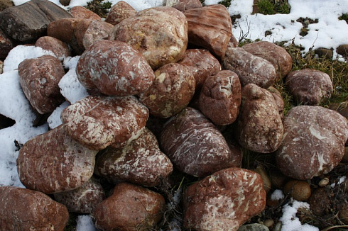 Kamenclub.ru: Розовый валунчик фр.100-300 мм.  купить в Самаре крупный природный камень розовый, серый молочный красный речной галечник природный 7850 руб/т   фото КАМЕНЬ КЛУБ