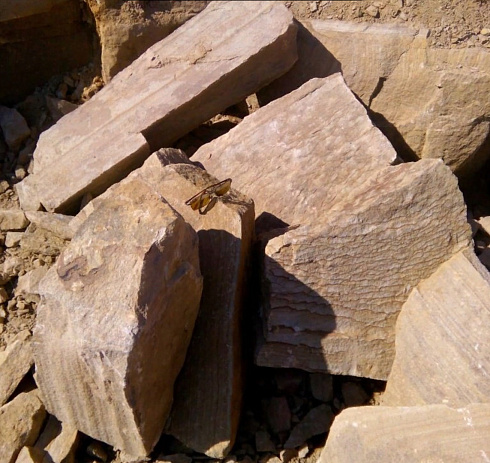 Kamenclub.ru: Песчаник пластушка желтый с рисунком (7-15 см)  купить в Самаре плитняк - пластушка - бут желтый песчаник 10200 руб/м3   фото КАМЕНЬ КЛУБ