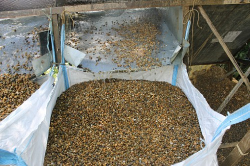 Kamenclub.ru: Галька окат (серо-желтая) фр.10-20 мм. купить  в Самаре галька серо-желтая, рыжая, серый речная окатанная округлая галька 5000 руб/т   фото КАМЕНЬ КЛУБ