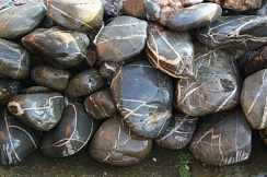 Kamenclub.ru: Валунчик Паутинник фр.100-300 мм  купить в Самаре крупный природный камень галечник темно-серый с прожилками белый черный речной валунчик 5000 руб/т   фото КАМЕНЬ КЛУБ