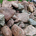 Kamenclub.ru: Конгломераты фр. 300-1000 мм.  купить в Самаре кварц мрамор диабаз коричневый, серый зеленоватый речной валун крупный 6500 руб/т   фото КАМЕНЬ КЛУБ