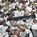 Kamenclub.ru: Мраморная крошка (щебень крошка микс : белый-черный-розовый) фр. 20-40 мм.  купить в Самаре мрамор белый, черный, розовый декоративная ландшафтная крошка 12000 руб/т   фото КАМЕНЬ КЛУБ