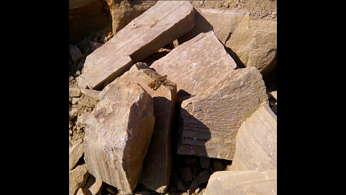 Kamenclub.ru: Песчаник пластушка желтый с рисунком (4-6 см)  купить в Самаре плитняк пластушка желтый с рисунком песчаник 9 000 руб/м3   фото КАМЕНЬ КЛУБ