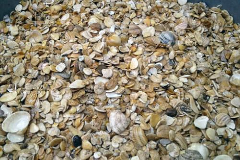 фото Морская ракушка фр. 5-20 мм в интернет-портале КАМЕНЬ КЛУБ