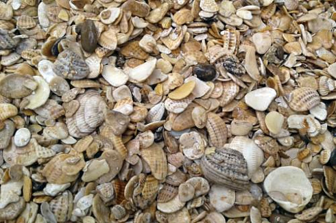 фото Морская ракушка фр. 5-20 мм в интернет-портале КАМЕНЬ КЛУБ