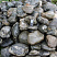 Kamenclub.ru: Валунчик Паутинник фр.100-300 мм  купить в Самаре крупный природный камень галечник темно-серый с прожилками белый черный речной валунчик 5000 руб/т   фото КАМЕНЬ КЛУБ