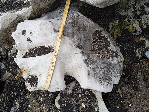 Kamenclub.ru: Выветренный известняк со мхом фр. 100-500 мм.  купить в Самаре известняк серый белый зеленый валун известняковый крупный 10000 руб/т   фото КАМЕНЬ КЛУБ