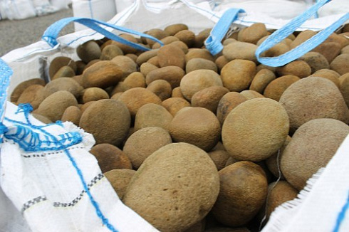 Kamenclub.ru: Песчаник ядра, фр. 100-300 мм  купить в Самаре песчаник бежевый серый рыжий речная галька 5 000 руб/т   фото КАМЕНЬ КЛУБ