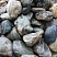 Kamenclub.ru: Речной валун Кабанчик фр.300-500 мм.  купить в Самаре крупный природный камень галька серый, темно-серый речной валун галечник масштабный 7000 руб/т   фото КАМЕНЬ КЛУБ