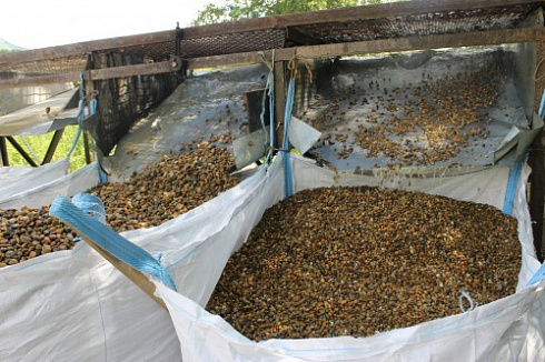 Kamenclub.ru: Галька окат (серо-желтая) фр.10-20 мм. купить  в Самаре галька серо-желтая, рыжая, серый речная окатанная округлая галька 5000 руб/т   фото КАМЕНЬ КЛУБ