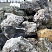 Kamenclub.ru: Черный гранит - кварцит фр. 100-500 мм.  купить в Самаре мрамор гранит черный с белыми прожилками, серый, белый валун скальный колотый 7000 руб/т   фото КАМЕНЬ КЛУБ