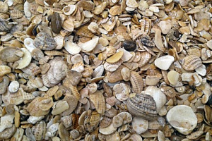 Морская ракушка фр. 5-20 мм  купить в Самаре фото Камень Клуб